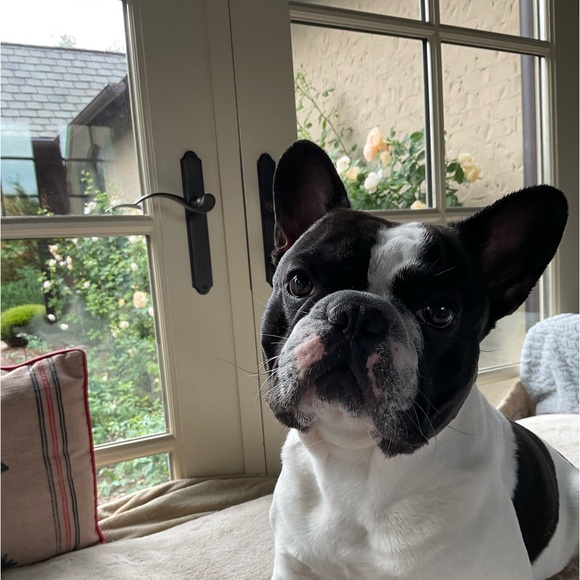 Meet your Posher, Dani ๐พ - Picture 7 of 16